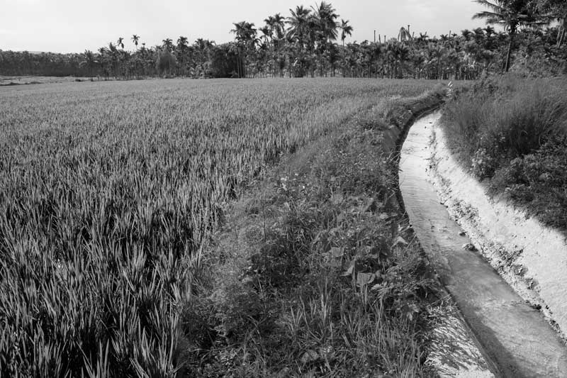 Traditional science for irrigation in India - Paddy fields irrigated by a canal from the Shanti Sagara reservoir in Davangere district, Karnataka